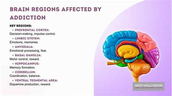 “brain Regions Affected By Addiction”